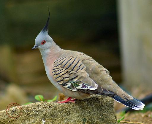 Pigeon 9P013D-56.JPG
